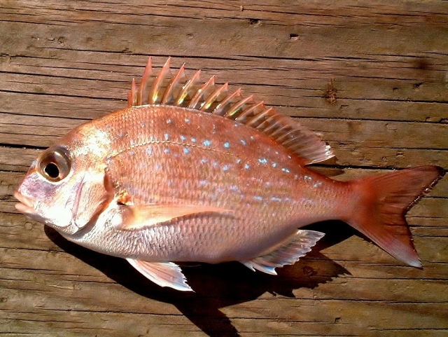 旬の真鯛 活締め と 野締め 青魚のdhaとepa